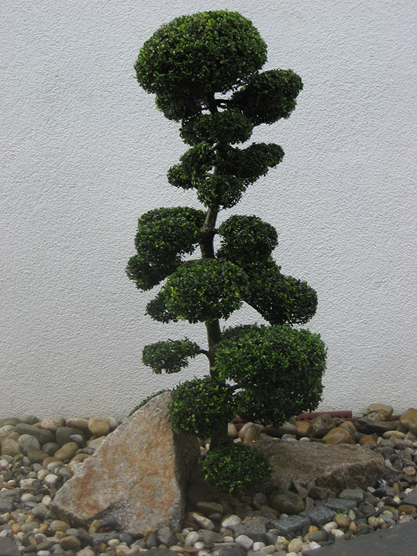 Bonsai_Schlepper